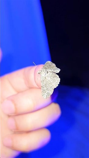 Porcelain Gray Moth! #moths #caterpillars #insects #ultravioletlight
