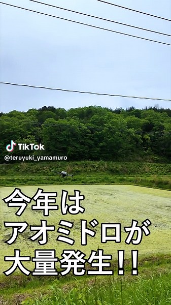 今年の米作りに影響するアオミドロ(藻)の大量発生と対策