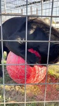 Bagheera, Black Jaguar: From Hypervigilance to Confidence