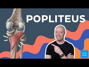 Popliteus muscle anatomy explained | Kenhub