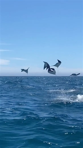 Flying Mobula Rays 📹: @ninamoysi 🌵 Los Cabos #mobula #mobularay #ocean #oceanlife #oceanlover #oceanlovers #roamtheoceans #roamtheocean #discoverocean #marinebiology | Ocean Lovers United