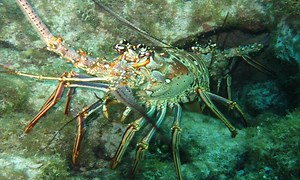 freediving course in Key West learn to freedive evolve freediving