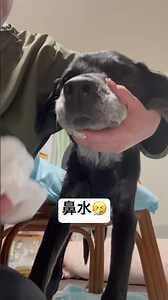 犬の鼻水🤧