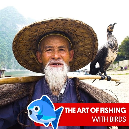 79K views · 1K reactions | Fun fact: In China, fishermen train birds to fish, forgetting all about nets and fishing poles 邏 | Great Big Story | Facebook