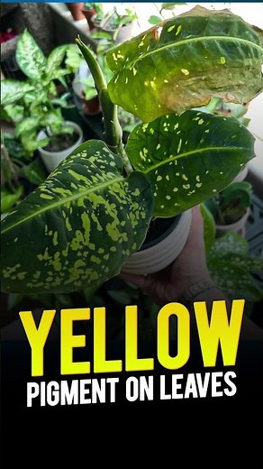 Why Do Some Plants Have Yellow Pigments on It? #science #pigments #ytshorts #magnetbrains