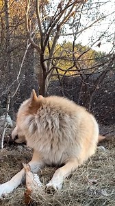 56K views · 10K reactions | Wolves are social carnivores, meaning they hunt and eat as a pack. How do they get enough nutrients and what adaptations do they have to be able to eat the tough prey they hunt? Listen as one of our Curators, Giselle explains! | International Wolf Center | Facebook