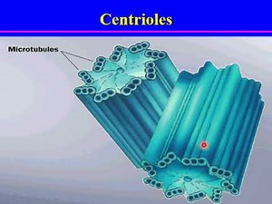 CytologyMicrotubule &intermediate filaments