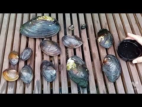 二枚貝（ドブガイ）は素晴らしき生体濾過貝