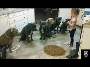 They left the girl with 6 dogs but what they did at night was amazing