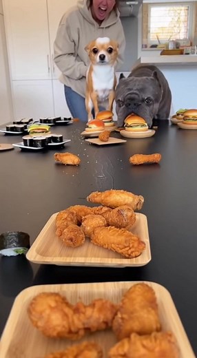 Cat & Big Dog Go FULL BEAST MODE… While Duck Dog Just Freezes 😂🦆🐶 #PetFoodRace #FunnyPets #KitchenChaos #CatVsDog #DuckDog #ChihuahuaDuck #CaneCorsoLife #AnimalComedy #FoodRaceChallenge #PetReels #ViralPets #DogTok #Reels #shortsreels | Pup Frenzy
