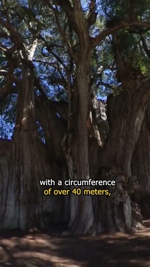 The Widest Tree on Earth