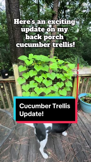 Here’s an exciting update the cucumber trellis on my back porch garden! We have our first cucumbers! 😁🥒 They’ll still need some time to grow but I see a batch of homemade pickles in the near future! #creatorsearchinsights #gardening #gardenproject #gardentok #cucumber #homestead