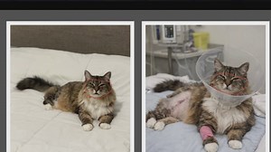 How to detect AI-generated images