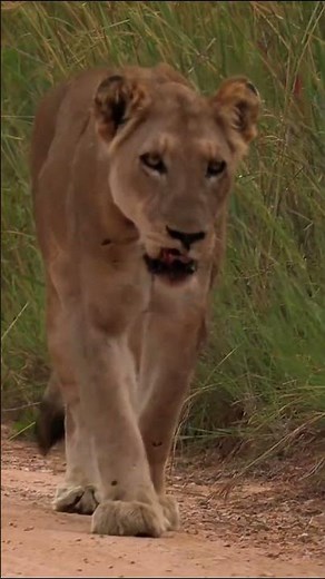 Brave Lion’s Epic Hunt | Real Jungle Life | Wild Shot"