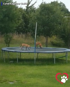 361K views | SO CUTE: Even foxes can get in on the fun of a trampoline! Watch this fox bounce up and down outside a home in Elwood, Nebraska! | Gray Media Digital Content Center | Facebook