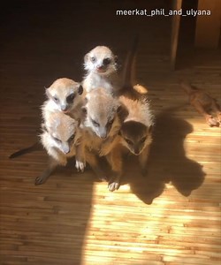 429K views · 5K reactions | trying to hide behind my mates when teacher picks someone. By meerkat_phil_and_ulyana | IG | 9GAG | Facebook