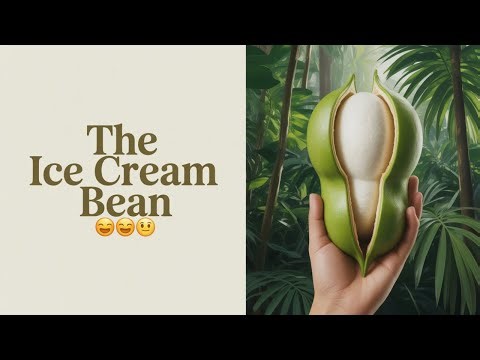 Growing The Magical Ice Cream Bean.
