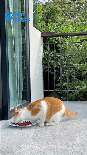 We Finally Explained Cat Meowing #shorts