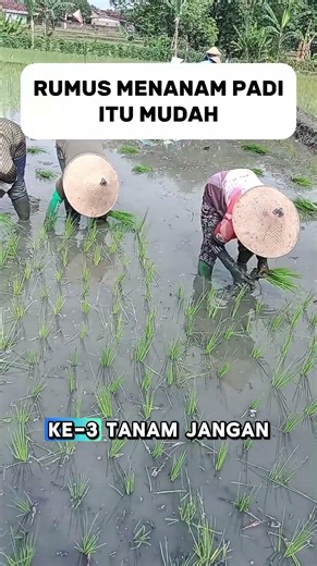 RUMUS MENANAM PADI ITU MUDAH #shorts