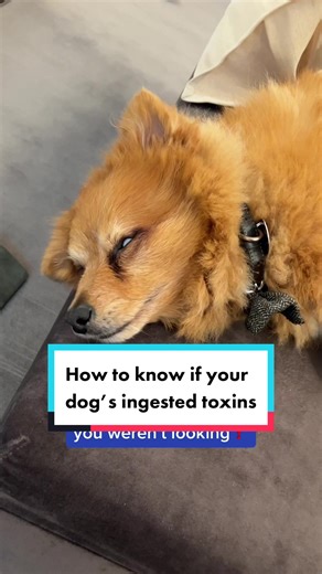 Signs of Pet Toxicity: How to Identify if Your Dog has Ingested Toxins