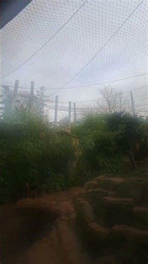 Treehouse Of Horror #zoo