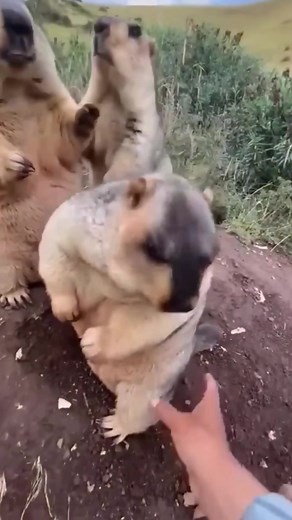 El divertido rostro del marmote insatisfecho