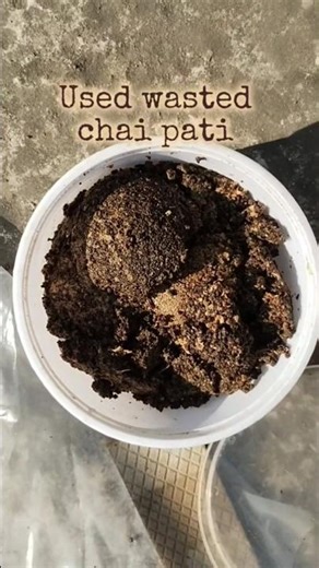 homemade humic acid | how to reuse waste chai pati | waste chai pati kaise use kare #gardeningtips