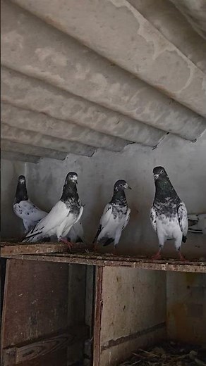 🇮🇳 High Flying Pigeons of India 🕊️ | The Best Sky Champions | Indian Pigeon Lovers