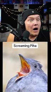 Craziest Bird sounds ever 😳 #beatbox #tiktok