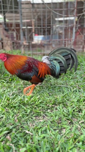 11/3 Ms9 Điều Kelso Asil 1kg380 💥 2.5 . 0969.01.3451