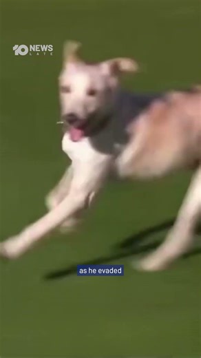 Rogue Dog Halts Soccer Match For 2 Minutes | 10 News