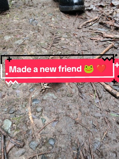 Nearly squashed this little guy! lucky my old lass seen him before I flattened him. still miss him to this day #frog #dog #ribbit #animals #tikdog