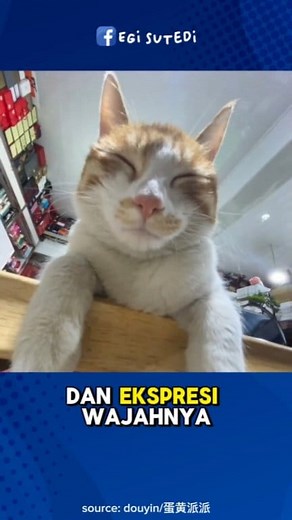 2M views · 10K reactions | Orang ini punya cara bedain kucing tidur beneran sama bohongan #kucing #cat #videokucing | Egi Sutedi | Facebook