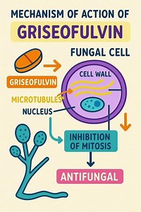 Mechanism of action of Griseofulvin #shortvideo #viralshort #antifungaltreatment #pharmacology