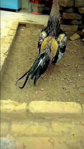 Java Mushki Pure Mianwali Aseel | Home Breed | #javaaseel #mianwaliaseel #pureaseel #viralshorts