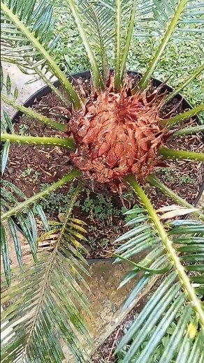 Cycad tree in a pot #shorts