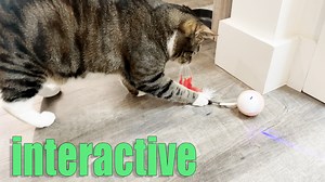 Watch Interactive ball gets your pet moving when you're not around on Amazon Live