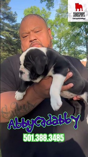 #oldeenglishbulldogge #bulldog #puppy