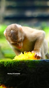 Within the lush forest canopy, an irresistibly cute baby monkey devours a sweet ripe mango, savoring every bite while colorful birds sing nearby, creating a lively, heartwarming snapshot of innocence, natural harmony, youthful curiosity, and tropical beauty all around. | Monkey Of Cambodia