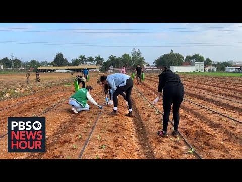 Israelis volunteer on farms to save agricultural supply after migrant workers flee war