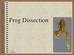 PPT - Frog Dissection PowerPoint Presentation, free download - ID:151462