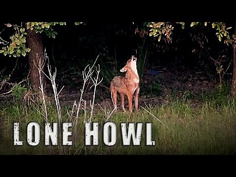 HOWLING JACKAL - Golden Jackal Howling Sound, Jackal Sound, Like-Wolf Howling, Coyote Howling Sound