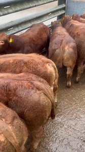 30 lim x bulls for sale at Malton Auction Mart this coming Friday further pictures to follow | Garrowby Farm