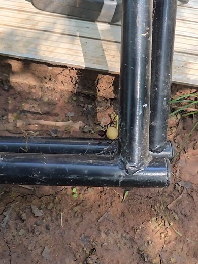 Understanding Black Widow Spiders: Facts and Myths