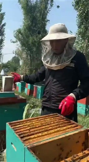 🤔 Why Is He Shaking the Honey Frame? Comment Your Guess! 🍯🐝