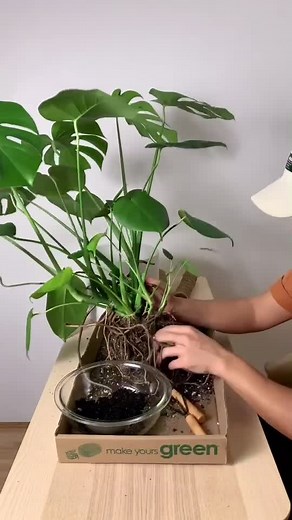 Repotting a #monsteradeliciosa in our 9” planter & coco coir pole! 🌿 #plants #monstera #plantlovers #houseplants #repotting #planttok