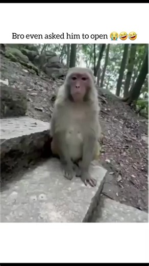 Comed.y_king🤣 on Instagram: "Follow mee friends?........The video is set in a lush, wooded area, likely a park or a hiking trail frequented by monkeys. A monkey is perched on a stone step or ledge, looking directly at the camera with curiosity. ​The Request: A person’s hand enters the frame, holding a small bottle with a red cap. The monkey gestures toward the bottle, seemingly asking for it. The person then attempts to unscrew the cap but purposely keeps it on for the monkey to try. ​The Monke