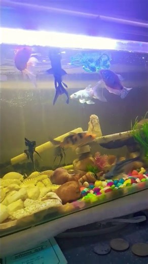 beautiful 😍community fish tank #fishaquarium #fishtank