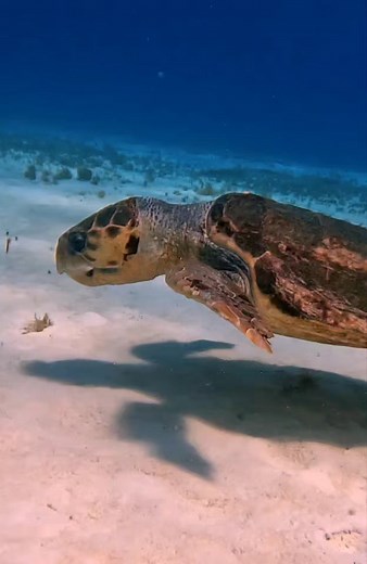 5.9K views · 162 reactions | Loggerhead Delicacies: Shells on the...