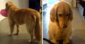 Life Is A Daily Struggle For Special Needs Dog Who Is Diagnosed With Dog-Autism